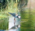 Common redshank (tringa tatonus) Royalty Free Stock Photo