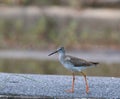 Common redshank (tringa tatonus) Royalty Free Stock Photo