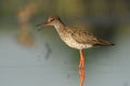 Common Redshank & x28;Tringa totanus& x29; Royalty Free Stock Photo