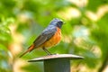 Common Redstart