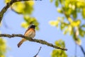 Common redstart bird on branch of tree Royalty Free Stock Photo