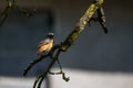 Common redstart bird on branch of tree Royalty Free Stock Photo