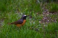 Common redstart bird on grass in garden Royalty Free Stock Photo