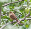 Common Redstart bird perching at apple tree Royalty Free Stock Photo
