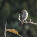 Common Redstart on a branch with autumnal leaf Royalty Free Stock Photo