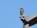 Common Redstart perching on a lamppost Royalty Free Stock Photo