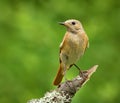 Common redstart Phoenicurus phoenicurus female on a branch. Royalty Free Stock Photo