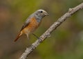 Common redstart (Phoenicurus phoenicurus) Royalty Free Stock Photo