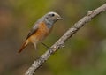 Common redstart (Phoenicurus phoenicurus)