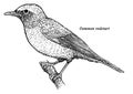 Common redstart, Phoenicurus phoenicurus illustration, drawing, engraving, ink, line art, vector