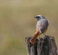 Common Redstart - Phoenicurus phoenicurus