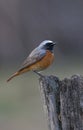 Common Redstart - Phoenicurus phoenicurus