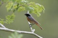 Common redstart, Phoenicurus phoenicurus