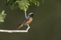 Common redstart, Phoenicurus phoenicurus