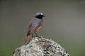 Common redstart, Phoenicurus phoenicurus