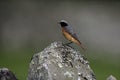 Common redstart, Phoenicurus phoenicurus