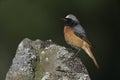 Common redstart, Phoenicurus phoenicurus