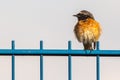 Common redstart Phoenicurus phoenicurus