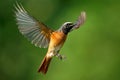 Common Redstart Phoenicurus phoenicurus small passerine bird in Phoenicurus, formerly Turdidae, now Old World flycatcher family