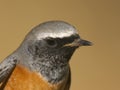Common Redstart - Rabirruivo-de-testa-branca - Phoenicurus phoenicurus