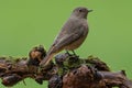 Common redstart sits on breanch Royalty Free Stock Photo