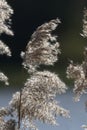 Common reed backlit from the sun Royalty Free Stock Photo