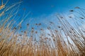 Common reed from below, Dry reeds, blue sky