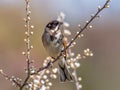 Common Reed Bunting - Emberiza schoenichus perched in a Blackthorn bush. Royalty Free Stock Photo