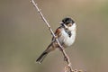 Common Reed Bunting - Emberiza schoenichus perched on a twig. Royalty Free Stock Photo