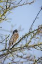 Common reed bunting, Emberiza schoeniclus, male bird singing