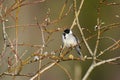 Common reed bunting (emberiza schoeniclus) male perched on a branch