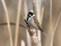 Common reed bunting on the reedmace