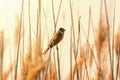 Common reed bunting Emberiza schoeniclus sitting on reed Royalty Free Stock Photo