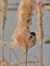 Common reed bunting feeding on a fluffy bullrush flower