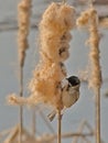 Common reed bunting feeding on a fluffy bullrush flower