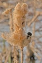 Common reed bunting feeding on a fluffy bullrush flower