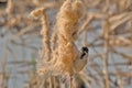 Common reed bunting feeding on a fluffy bullrush flower