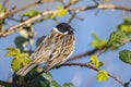 Common reed bunting male bird, Emberiza schoeniclus, singing