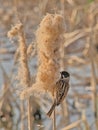 Common reed bunting feeding on a fluffy bullrush flower