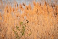 Common reed bunting - Schoeniclus schoeniclus - a small bird from the bunting family sits on a branch in the late afternoon