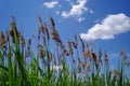 Common reed in delta Vacaresti Nature Park - Bucharest, Romania Royalty Free Stock Photo