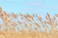 Common reed, Dry reeds, blue sky, Phragmites australis