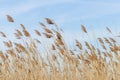 Common reed, Dry reeds, blue sky, Phragmites australis