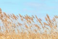 Common reed, Dry reeds, blue sky, Phragmites australis