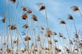 reed, Dry reeds, blue sky, Phragmites australis