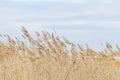 Common reed, Dry reeds, blue sky, Phragmites australis