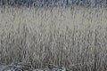 Common reed in dutch landscape near Kalenberg 5 Royalty Free Stock Photo