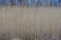 Common reed in dutch landscape near Kalenberg 7 Royalty Free Stock Photo