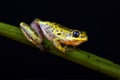 Common Reed Frog Hyperolius viridiflavus variabilis Royalty Free Stock Photo