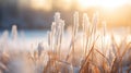 Common reed grass, Phragmites australis, in winter landscape. Frozen seed heads against bright sunlight Royalty Free Stock Photo